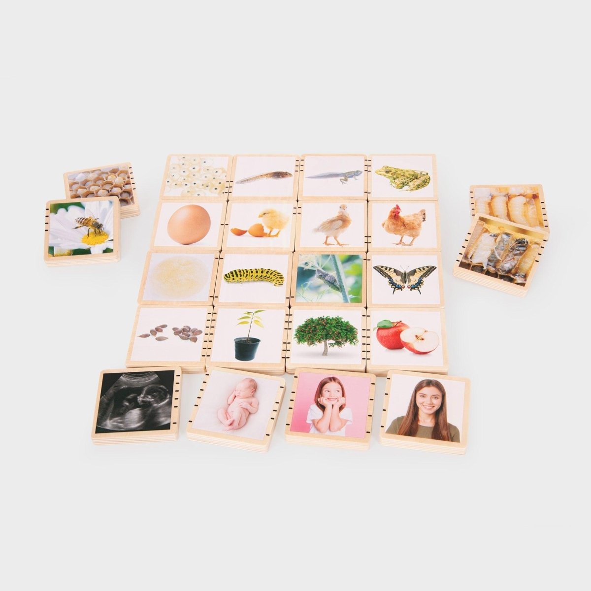 Wooden Lifecycle Tiles – Baby Toys & Activity Equipment for children, available at Learning Bugs UK