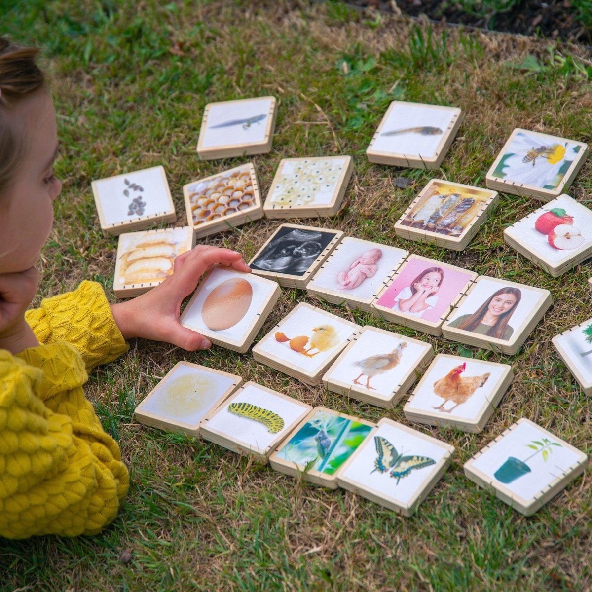 Wooden Lifecycle Tiles – Baby Toys & Activity Equipment for children, available at Learning Bugs UK