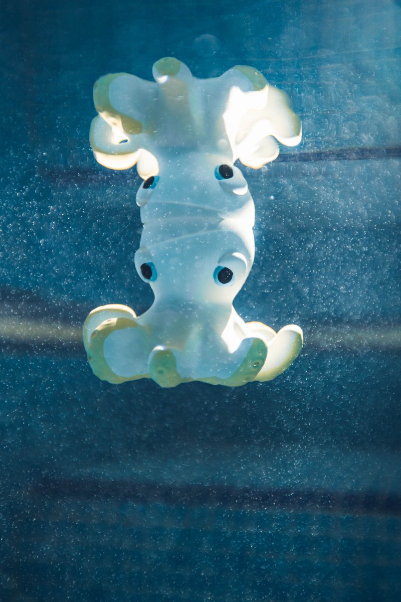 Oli & Carol x BIGSTUFFED Orlando the Octopus Bath Toy – Bath Toys for children, available at Learning Bugs UK