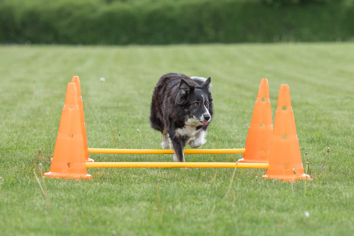 Trixie Dog Agility Obstacles, set 3 pcs.,orange, yellow