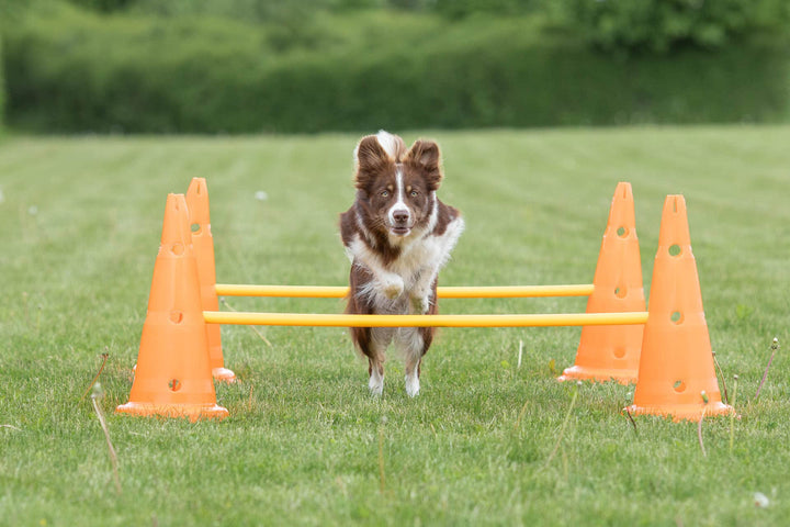 Trixie Dog Agility Obstacles, set 3 pcs.,orange, yellow