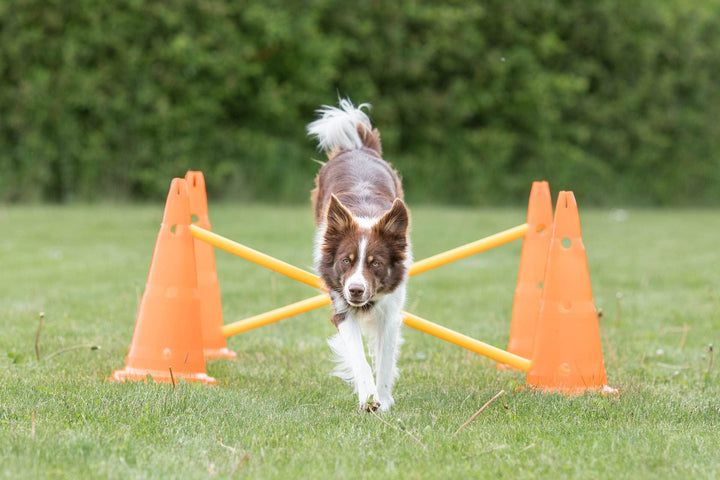 Trixie Dog Agility Obstacles, set 3 pcs.,orange, yellow