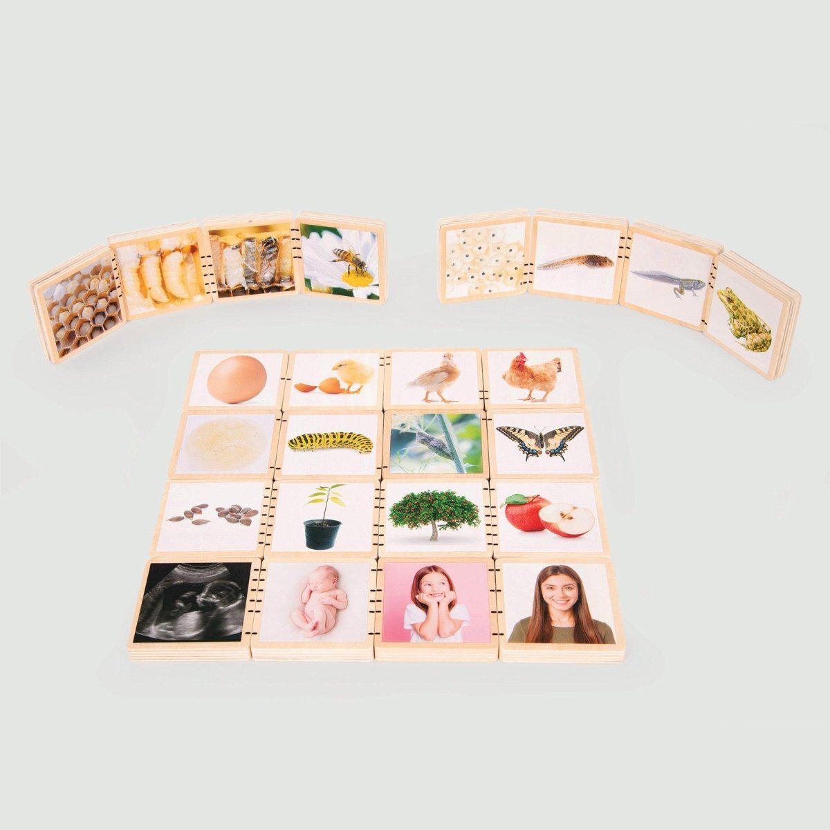 Wooden Lifecycle Tiles – Baby Toys & Activity Equipment for children, available at Learning Bugs UK
