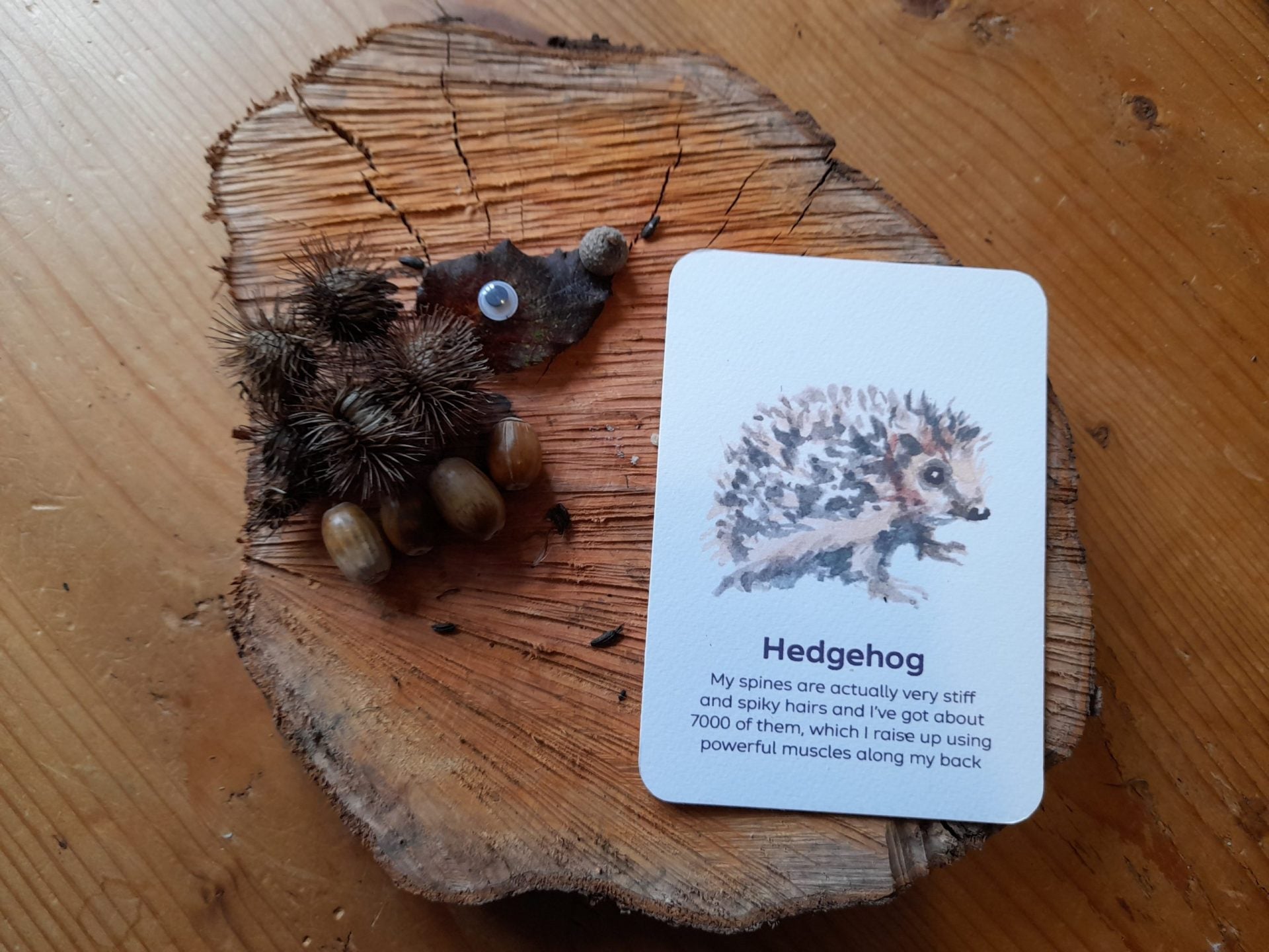 Buy Bee A Little Wild - Mammals Flashcards | for kids by Learning Bugs UK