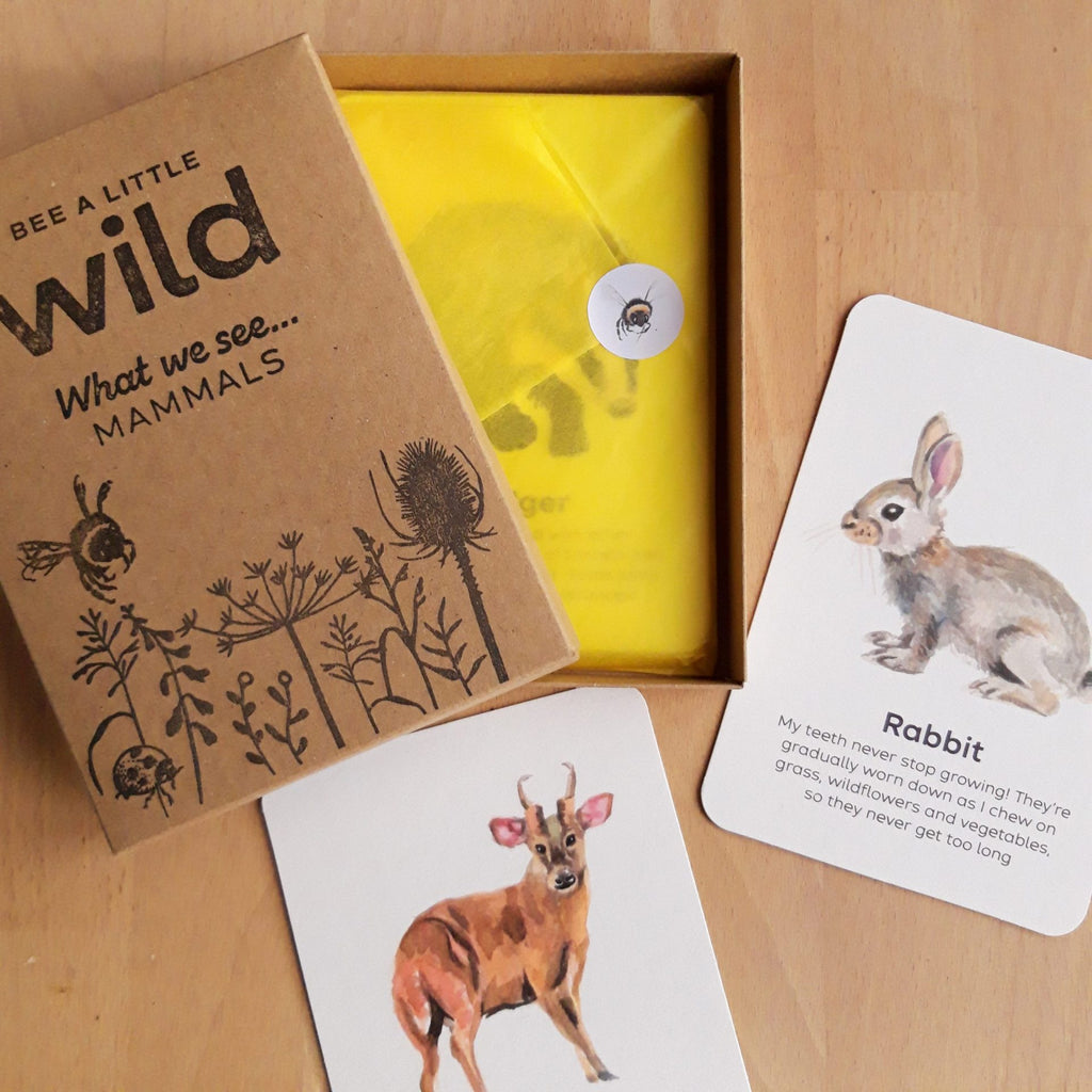 Buy Bee A Little Wild - Mammals Flashcards | for kids by Learning Bugs UK