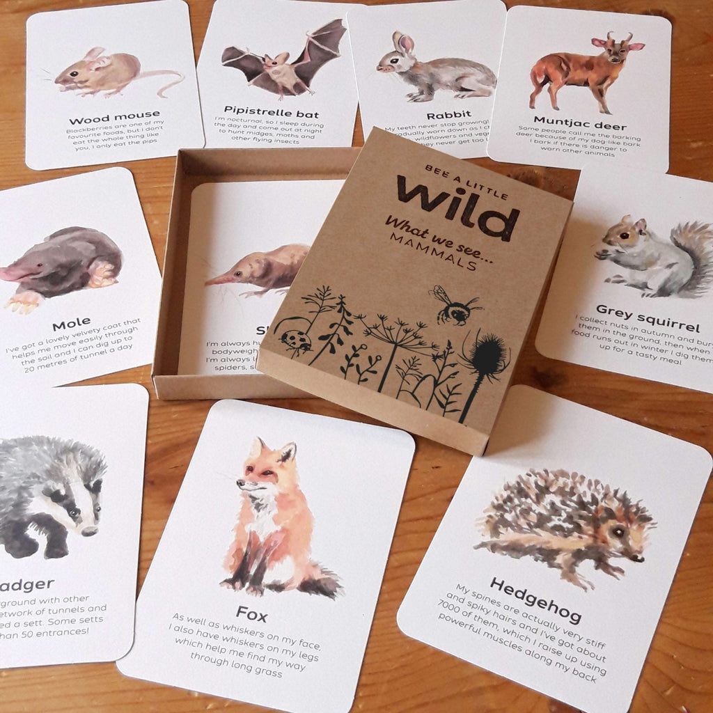Buy Bee A Little Wild - Mammals Flashcards | for kids by Learning Bugs UK