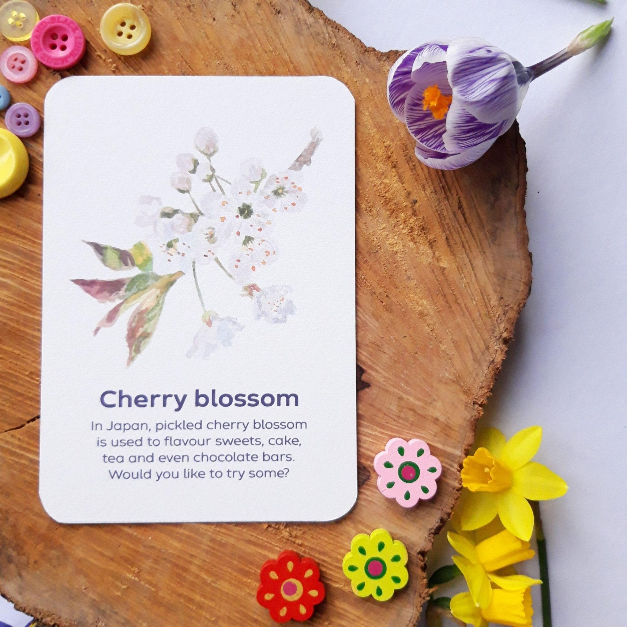 Buy Bee A Little Wild - Signs of Spring Flashcards | for kids by Learning Bugs UK