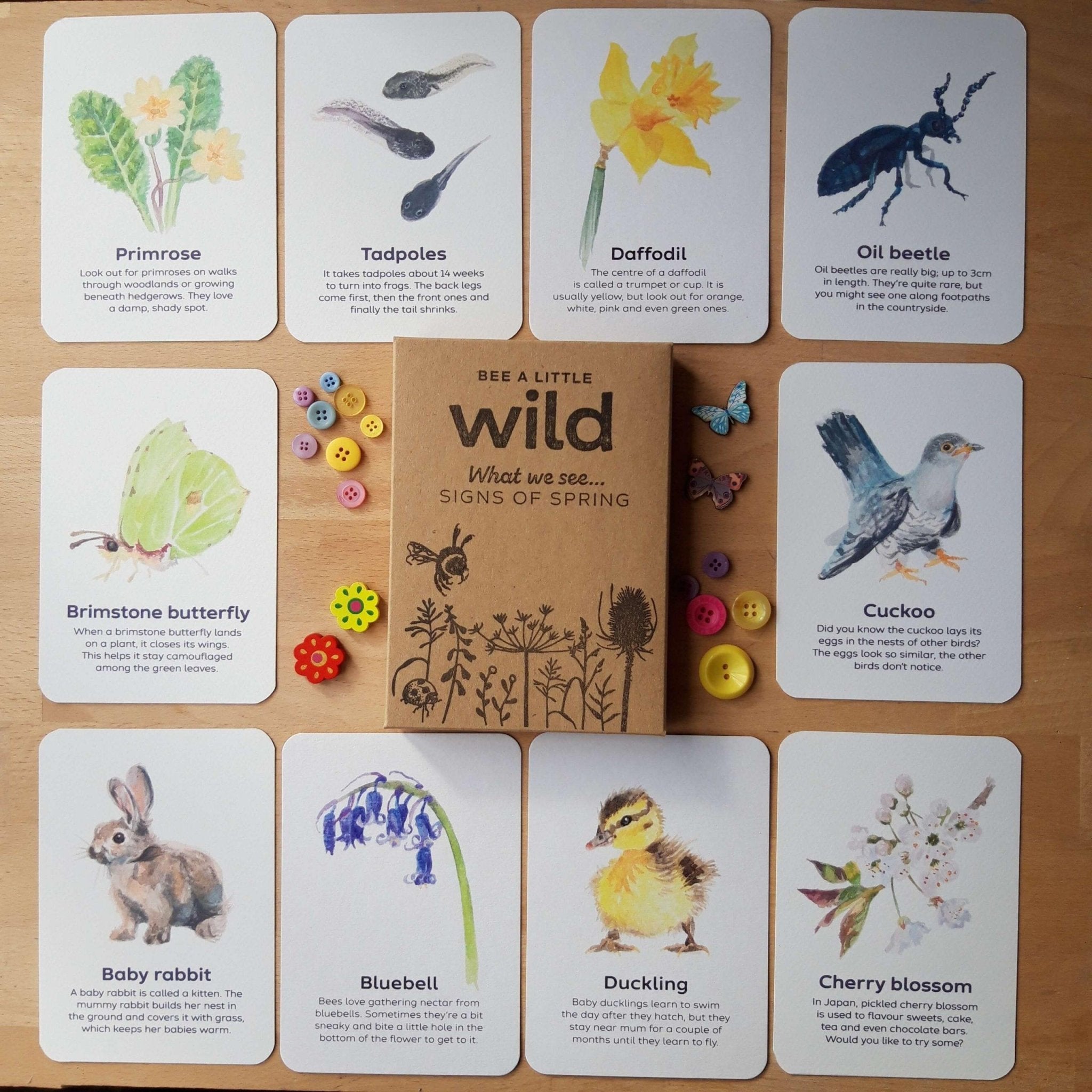 Buy Bee A Little Wild - Signs of Spring Flashcards | for kids by Learning Bugs UK