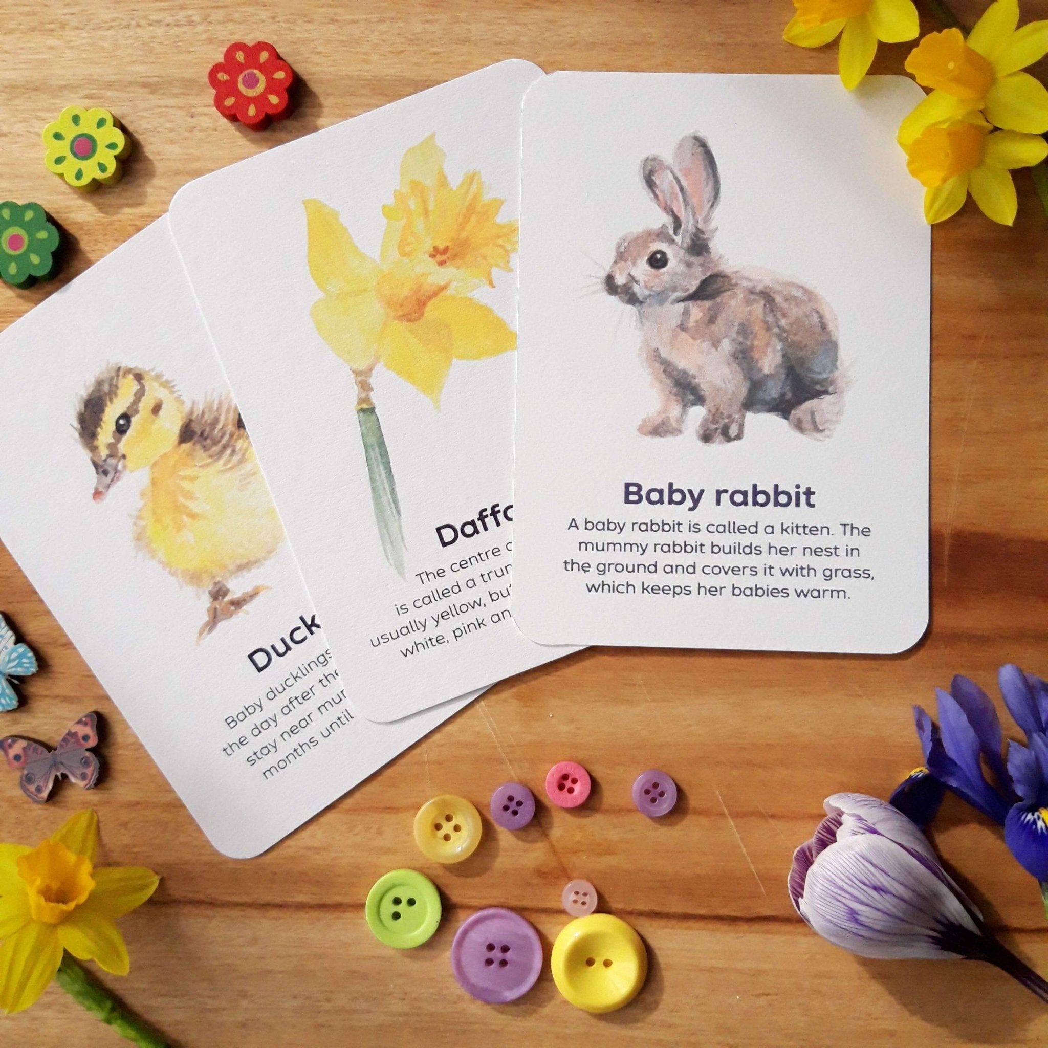 Buy Bee A Little Wild - Signs of Spring Flashcards | for kids by Learning Bugs UK